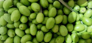 Early harvest extra virgin olive oil